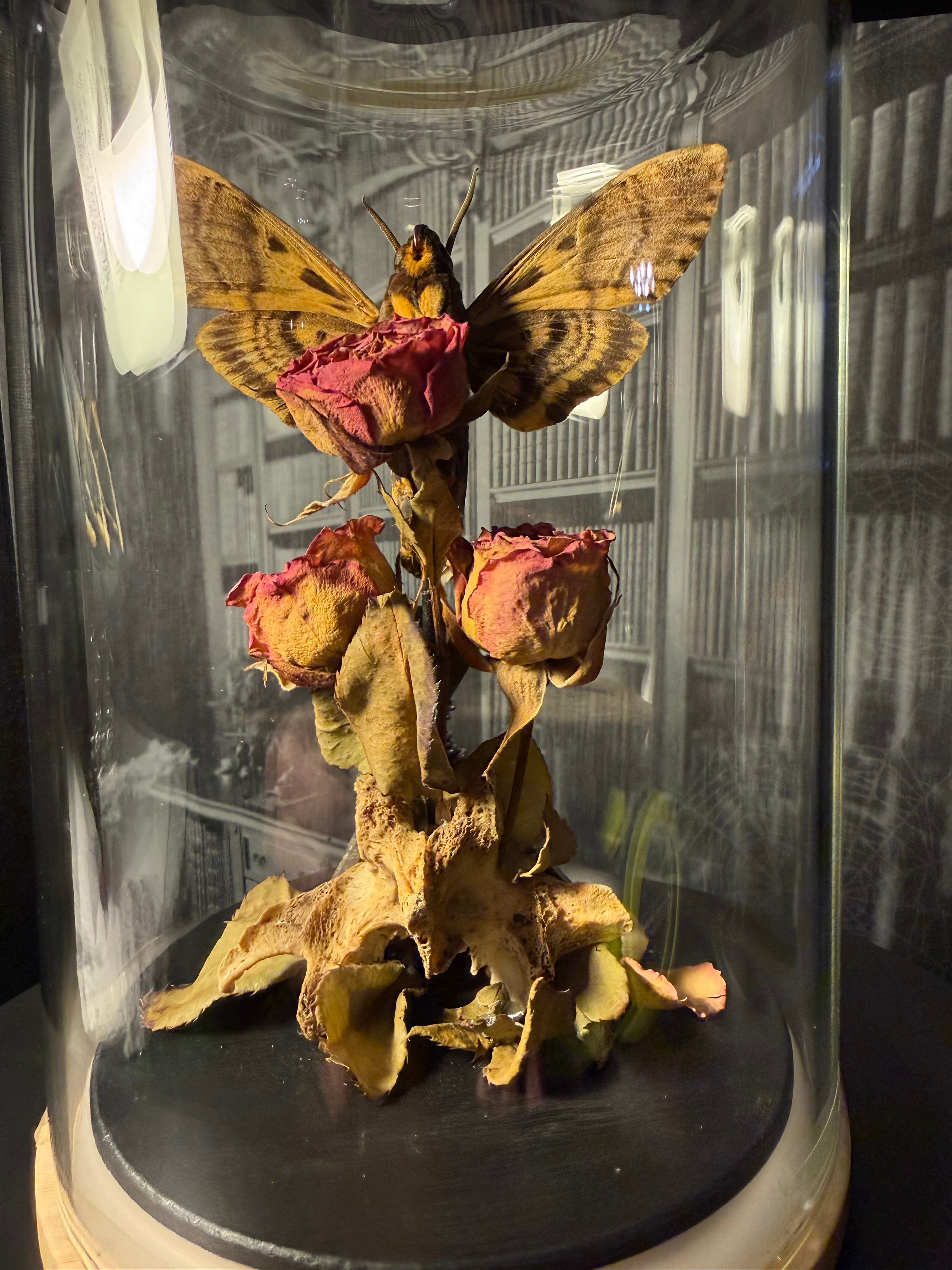 Death head moth bound in iron & roses