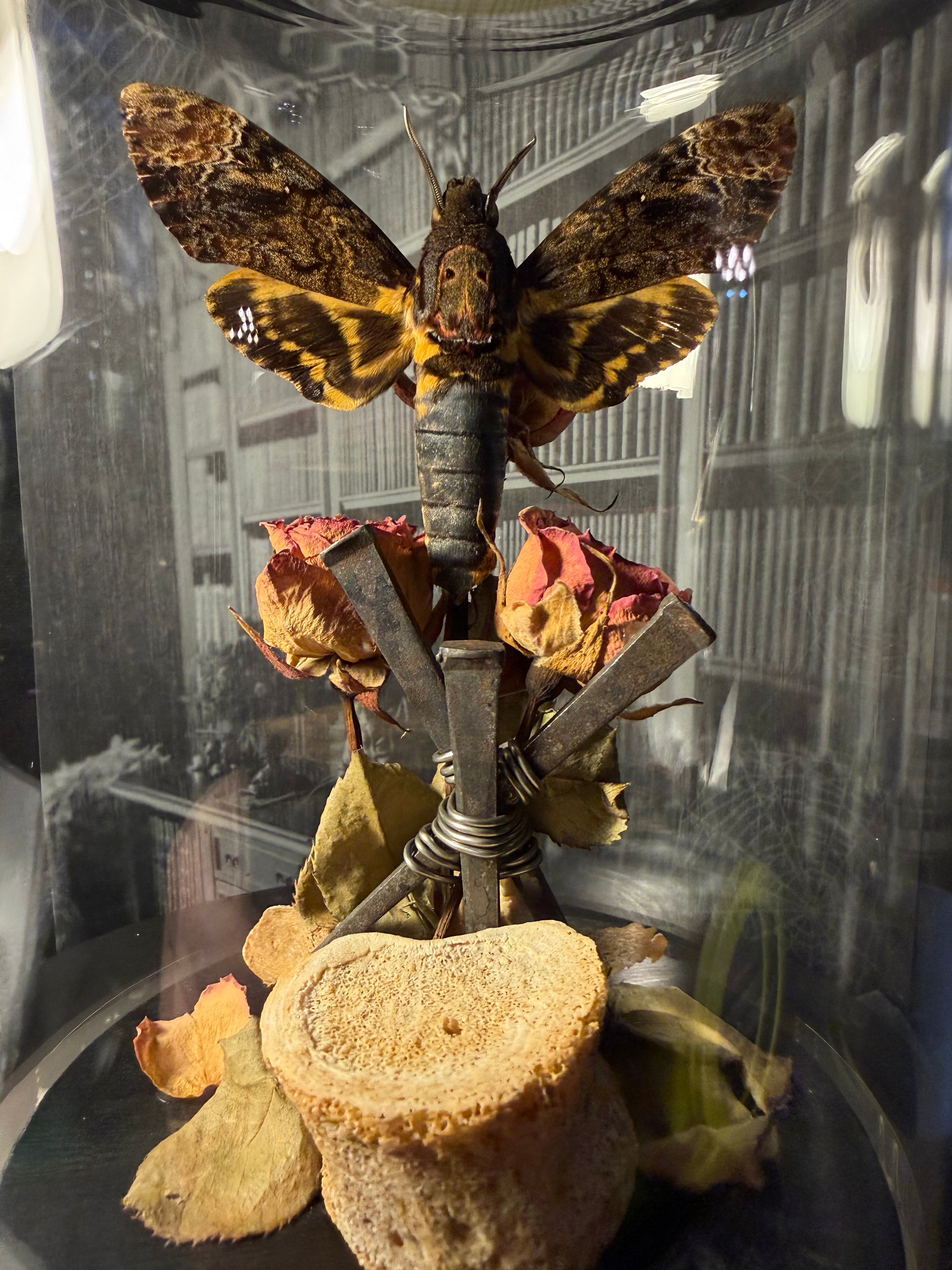 Death head moth bound in iron & roses