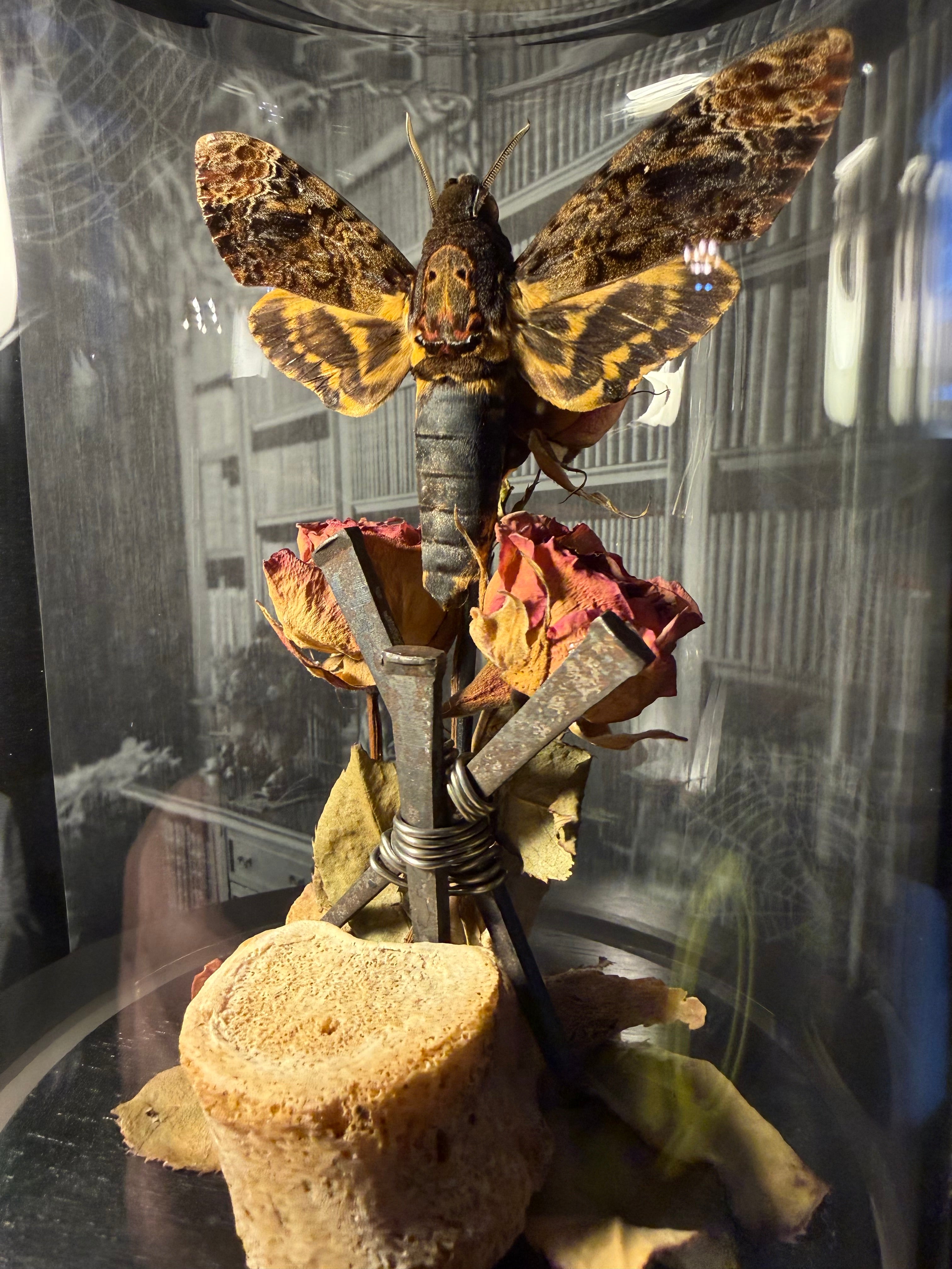 Death head moth bound in iron & roses