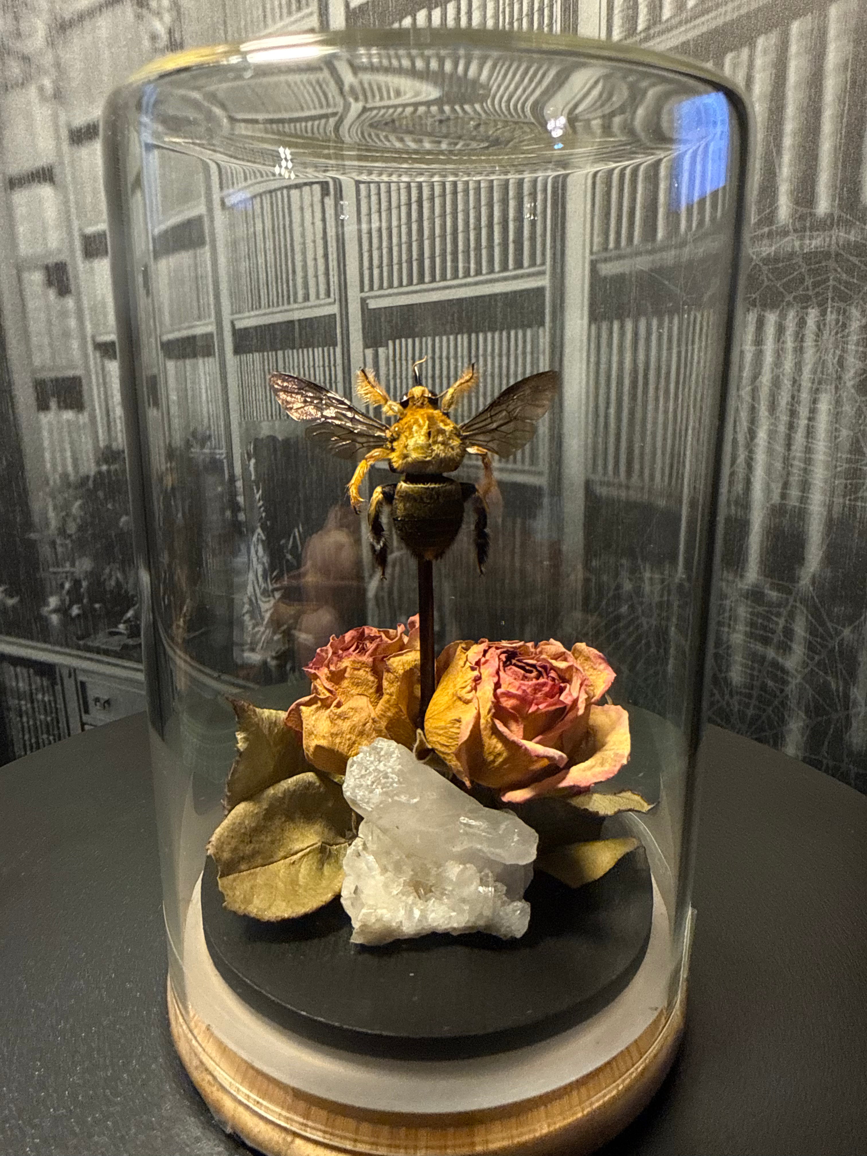 Tropical gold carpenter