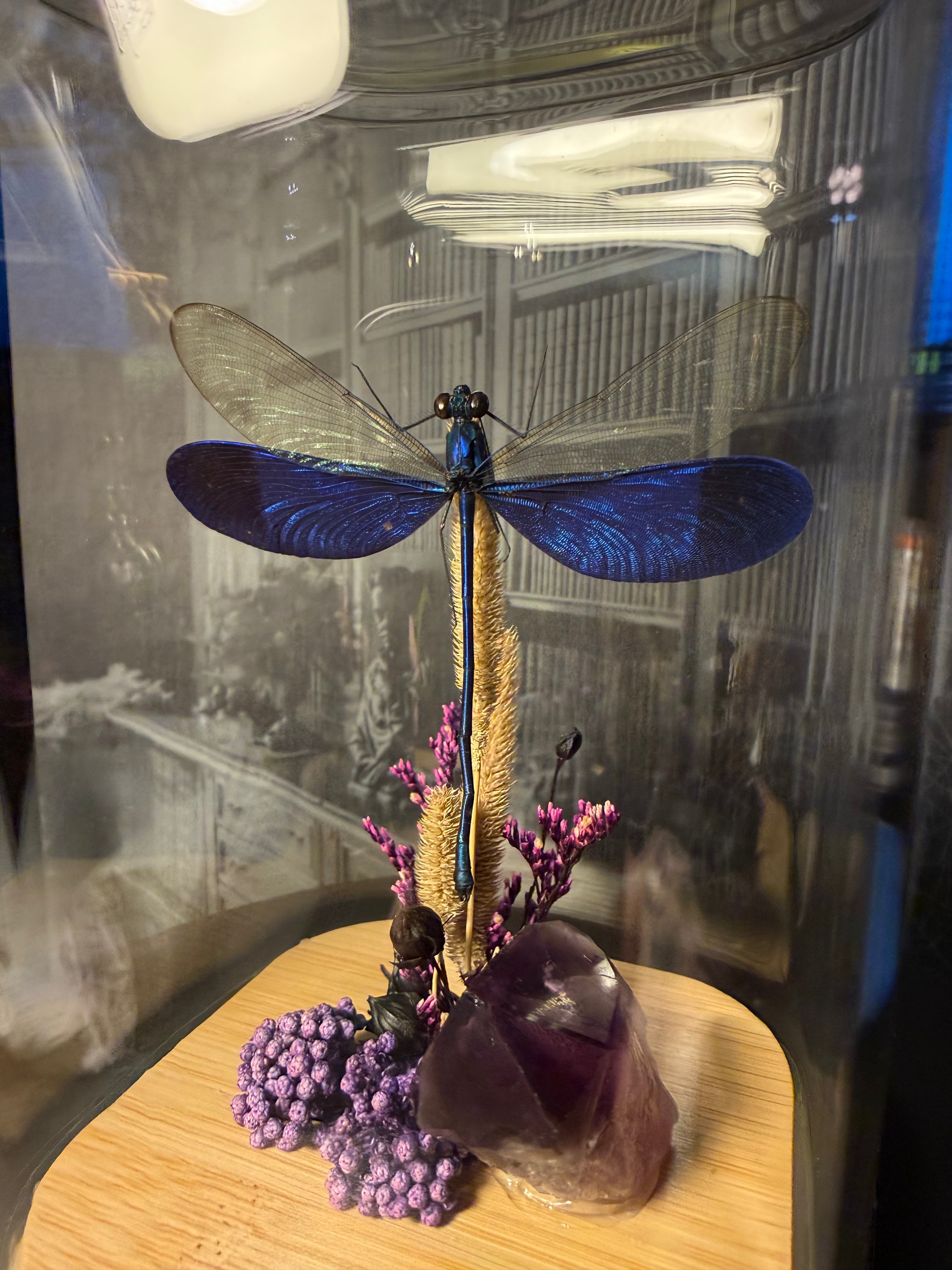 Blue dragon fly