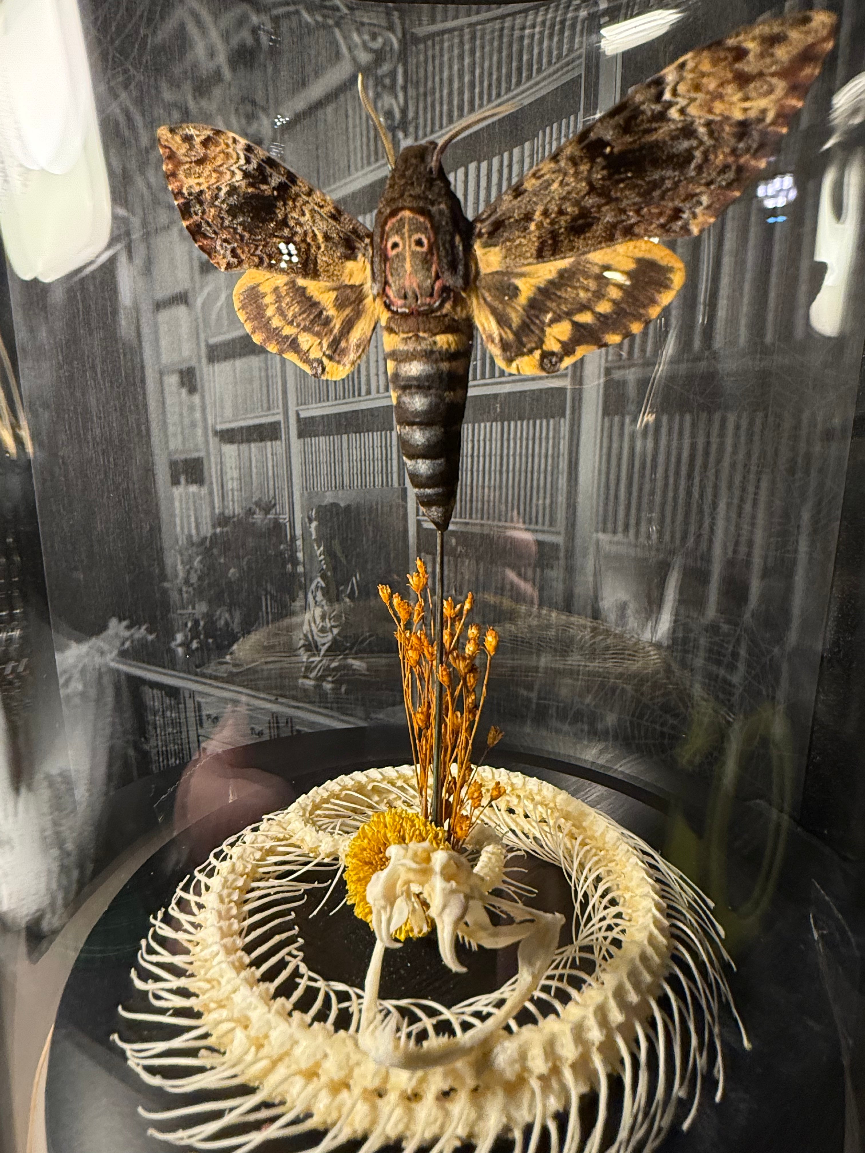 Death head moth with snake