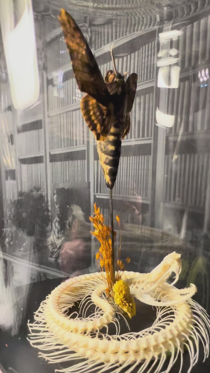 Death head moth with snake