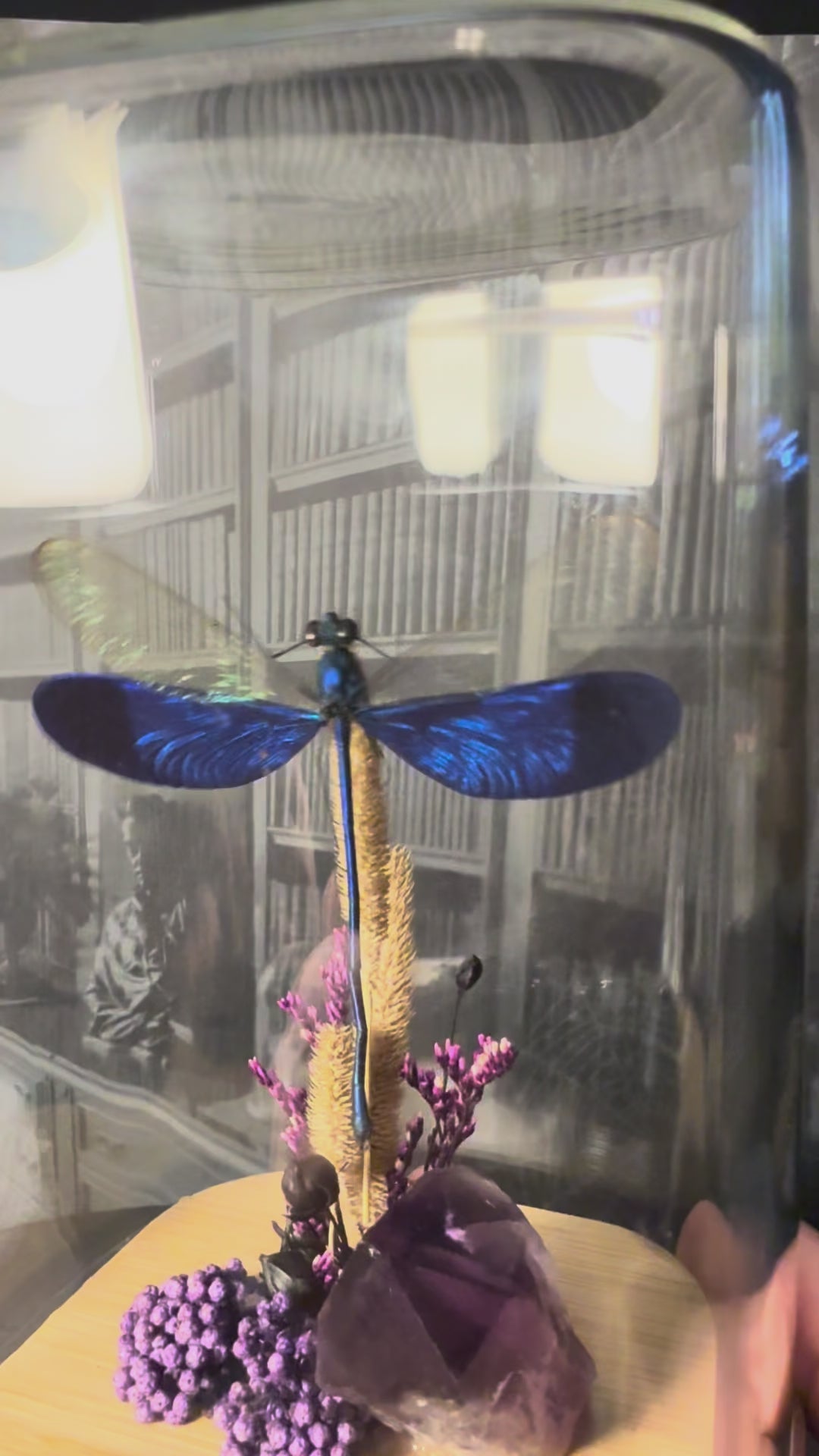 Blue dragon fly