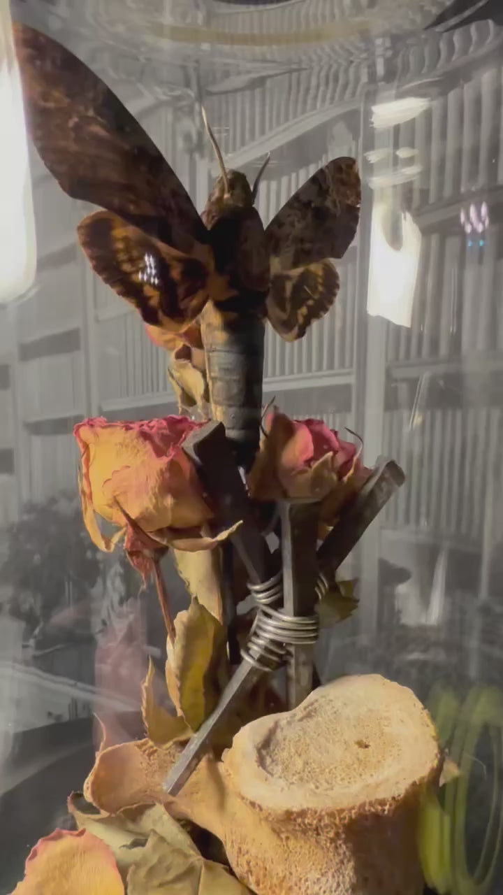 Death head moth bound in iron & roses